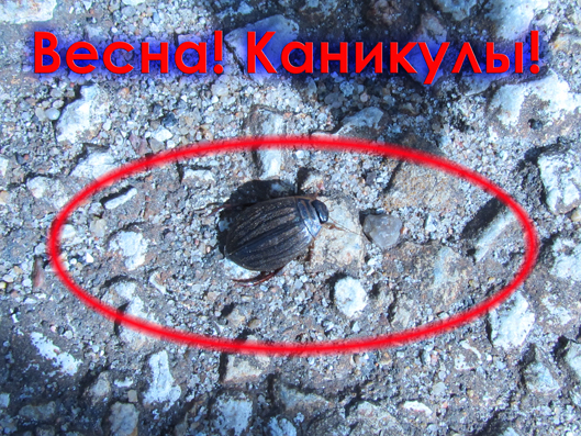 Курсы английского языка в Локса? Каникулы